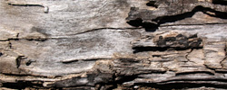 10 Tree Bark Textures
